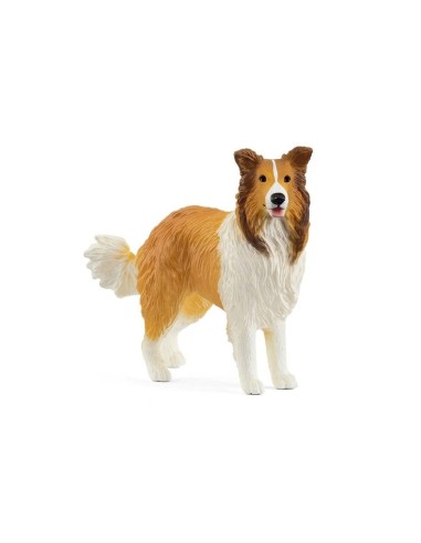 PERRO COLLIE