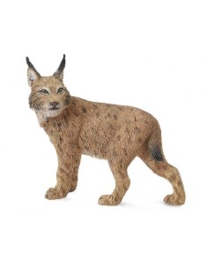 LINCE