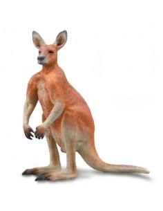 CANGURO ROJO MACHO