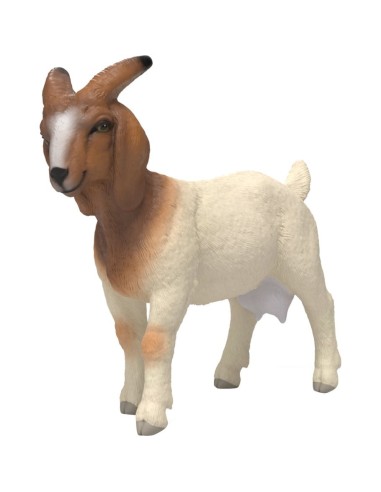 CABRA BOER