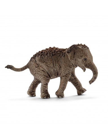 CRIA DE ELEFANTE ASIATICO