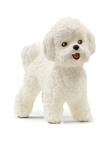 BICHON FRISE